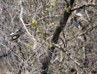 Blue winged Teal 0713